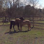 Anden særlig race Copperfield