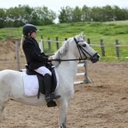 Welsh Partbred (Sec F) toftekjærs loralai <3