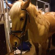 Anden særlig race Junior