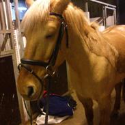 Anden særlig race Junior