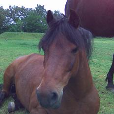 Anden særlig race Joker