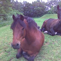 Anden særlig race Joker