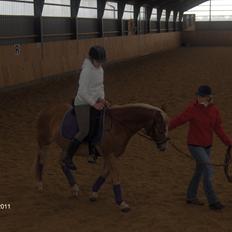 Anden særlig race Vangeledgårds Valentino