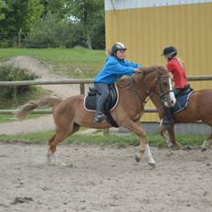 Tysk Sportspony Sultan(Sulle) <3