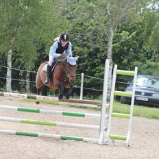 Anden særlig race Don Pedro