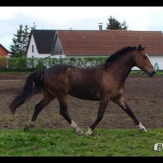 Anden særlig race jamie