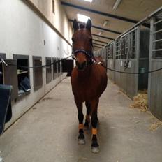 Anden særlig race Mini Max