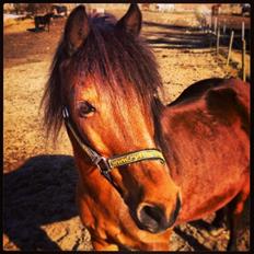 Anden særlig race Mini Max