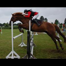 Dansk Varmblod Stald Kelon's Cayenne