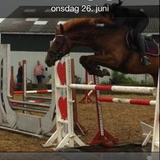 Dansk Varmblod Stald Kelon's Cayenne