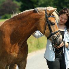 Tyroler Haflinger Minka af Brunbjerg