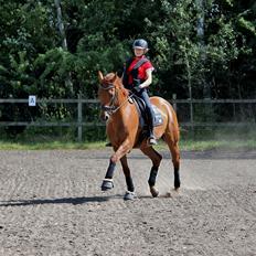 Dansk Varmblod - Sandagergård´s Rafaell