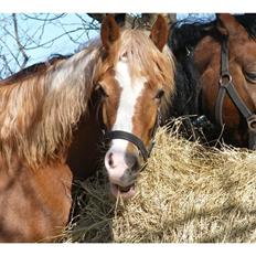 Welsh Cob (sec D) Frenderupgårds June