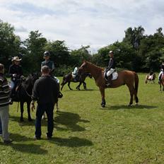 Dansk Varmblod Kasmir/Karsten "MISS YOU!"
