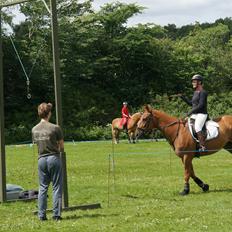 Dansk Varmblod Kasmir/Karsten "MISS YOU!"