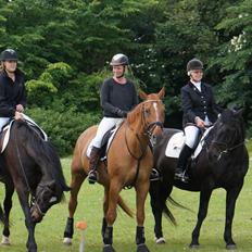 Dansk Varmblod Kasmir/Karsten "MISS YOU!"