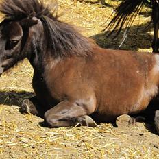 Shetlænder Sandfords Juventus
