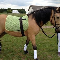 Anden særlig race Harbygaards Eddie Murphy