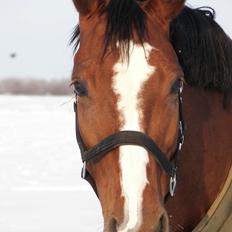 Dansk Varmblod Ronja