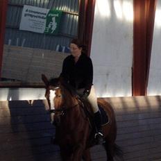 Dansk Varmblod Ronja