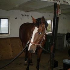 Dansk Varmblod Ronja