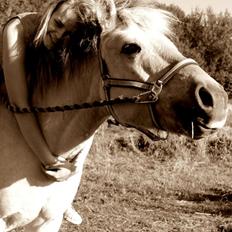 Fjordhest fjordbakkens rikke (frigga) (R.I.P)