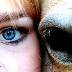 Fjordhest fjordbakkens rikke (frigga) (R.I.P)