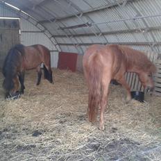 Islænder Depill fra tøndborg