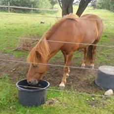 Islænder Depill fra tøndborg