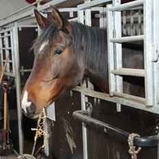 Dansk Varmblod Abelone K