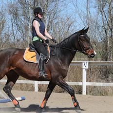 Dansk Varmblod Abelone K