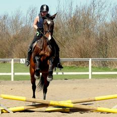 Dansk Varmblod Abelone K