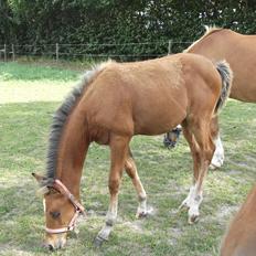 Anden særlig race Helleruphus  Anischa