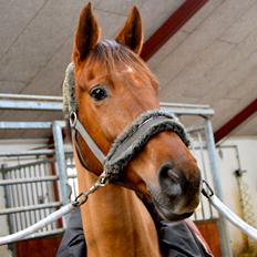 Dansk Varmblod Grøndalgaard's Mon Cherie