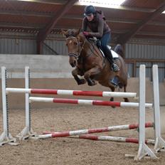Dansk Varmblod Grøndalgaard's Mon Cherie