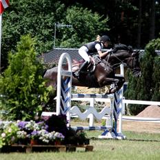 Hannoveraner Amando 29