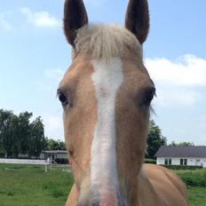 Palomino QUEEN OF EUROPE