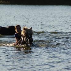 Islænder Ormur frá Tókastöðum  ~MinVildbasse<3~