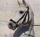 Welsh Pony (sec B) †Marmaja flika R.I.P†