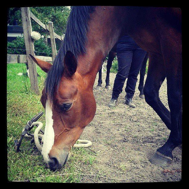 Oldenborg Phoebe de Ville billede 6