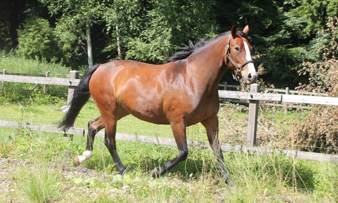 Oldenborg Phoebe de Ville billede 17