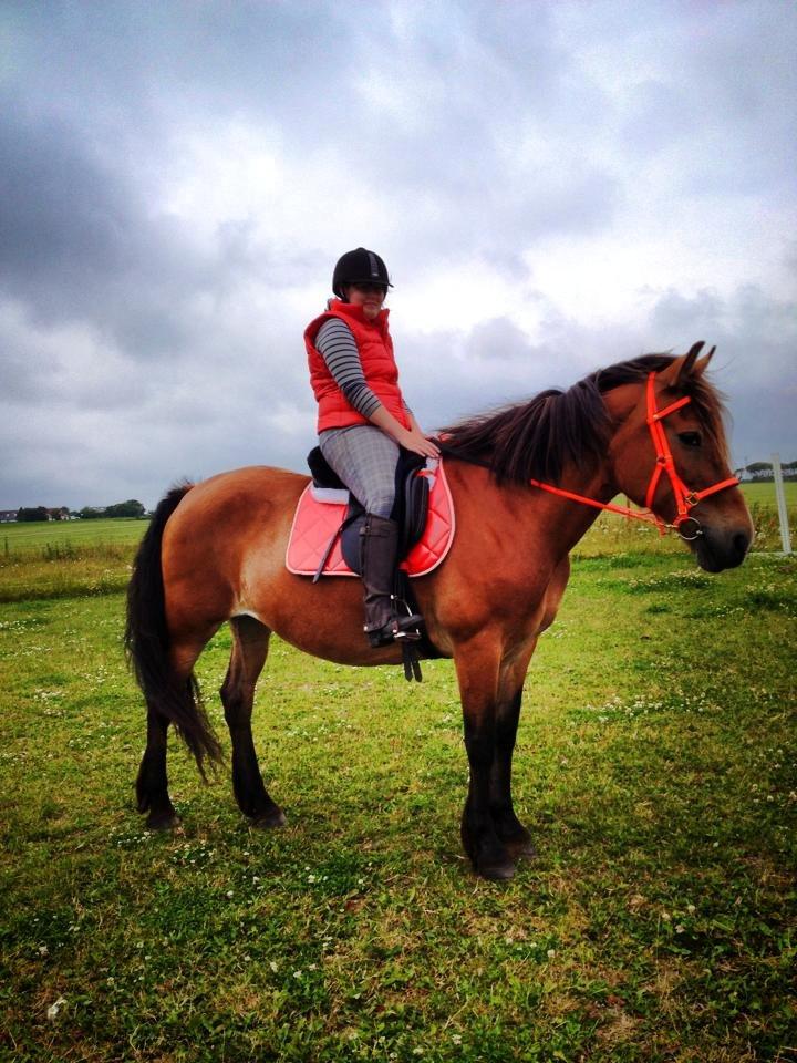 Koldblodstraver Tronilla - 16/7 - 2013 <3 billede 5