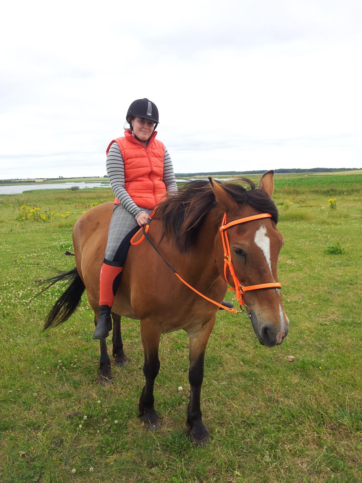 Koldblodstraver Tronilla - 18/7 - 2013 <3 billede 6