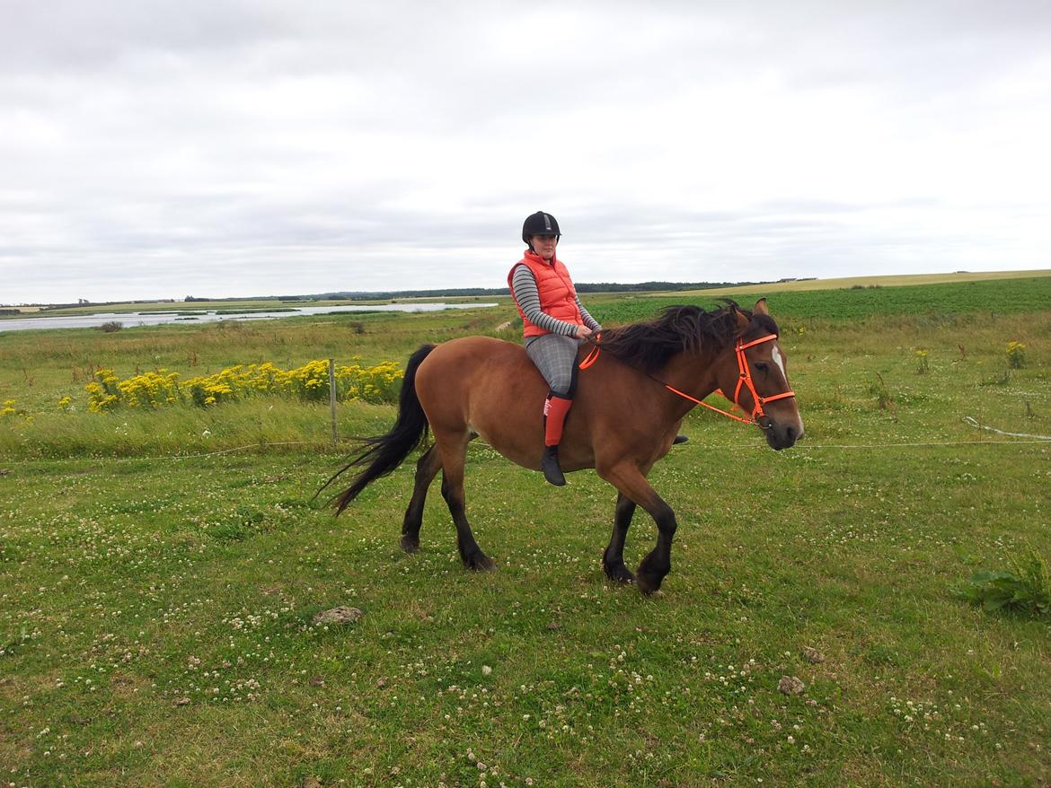 Koldblodstraver Tronilla - 18/7 - 2013 <3 billede 8