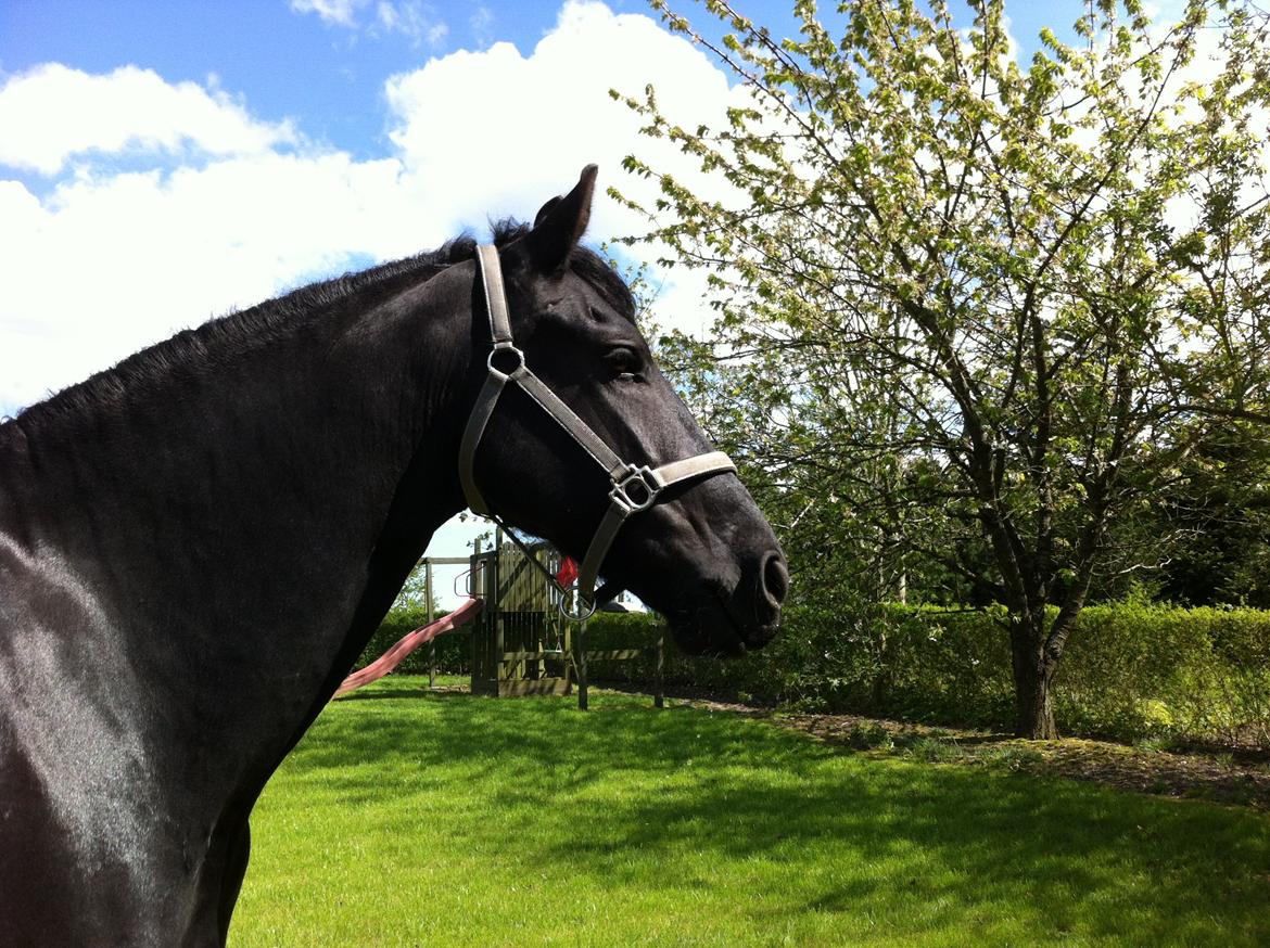 Frieser Zaffa AF Fugleholt (mors) billede 4