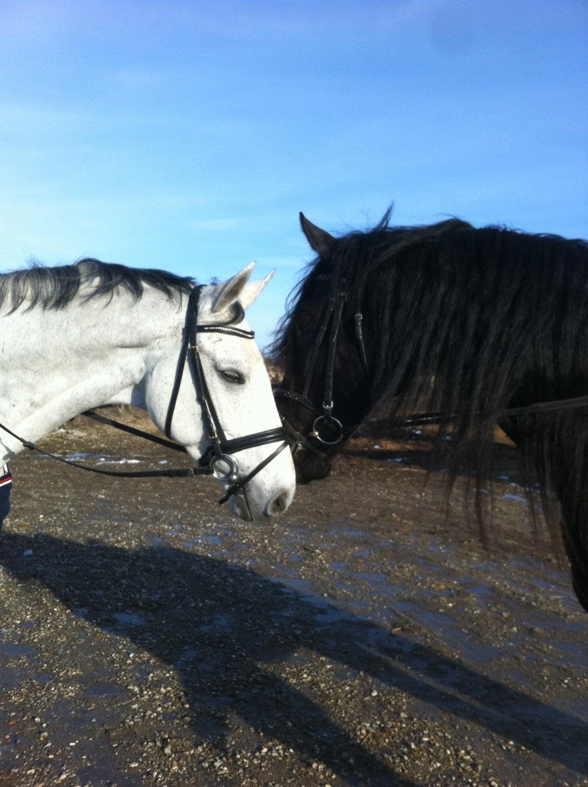 Frieser Zaffa AF Fugleholt (mors) billede 6