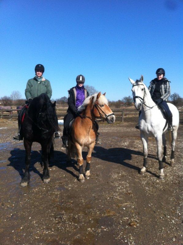 Frieser Zaffa AF Fugleholt (mors) - familie billede  billede 7