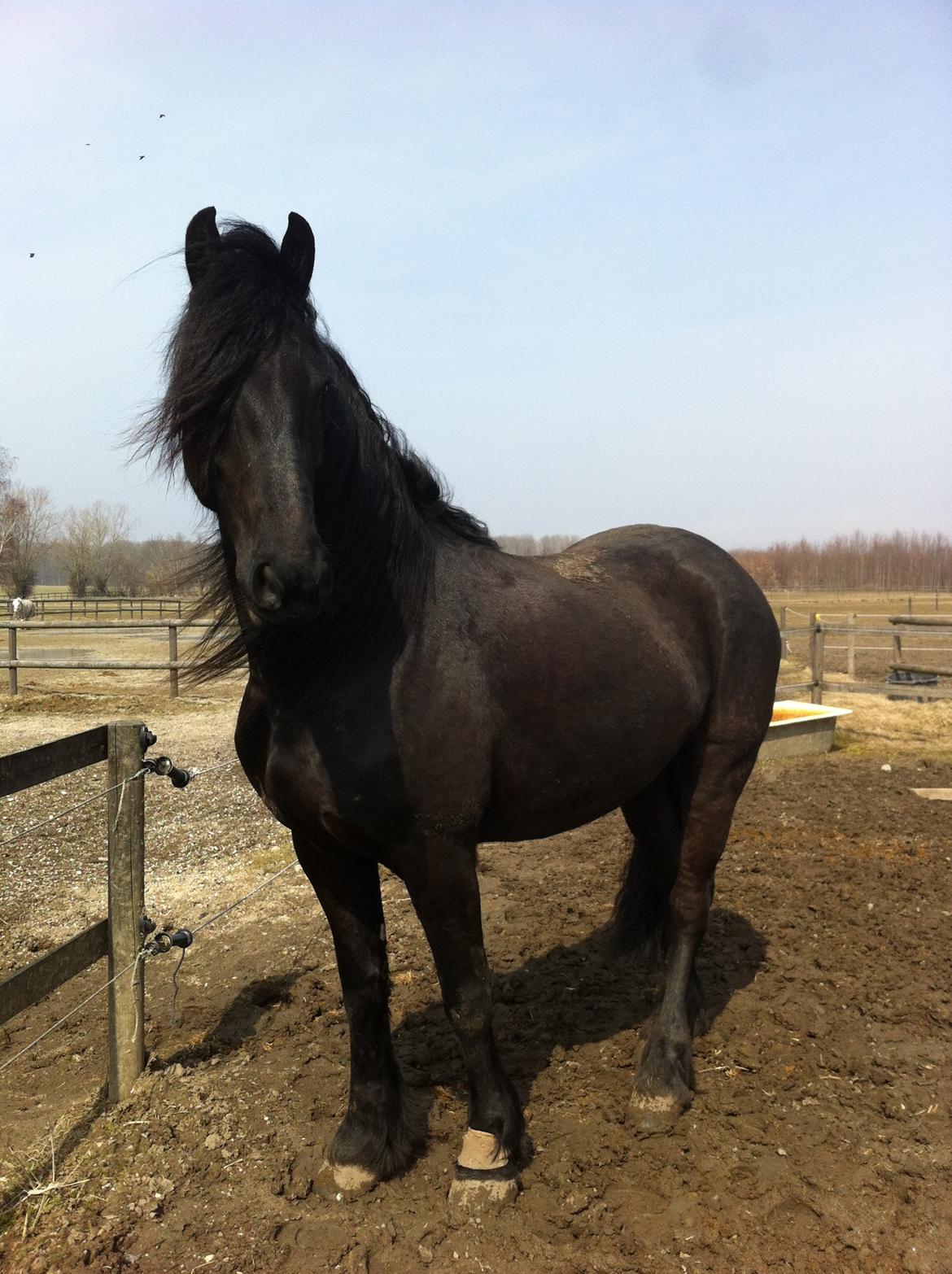 Frieser Zaffa AF Fugleholt (mors) - tak fordi i så min profil billede 13