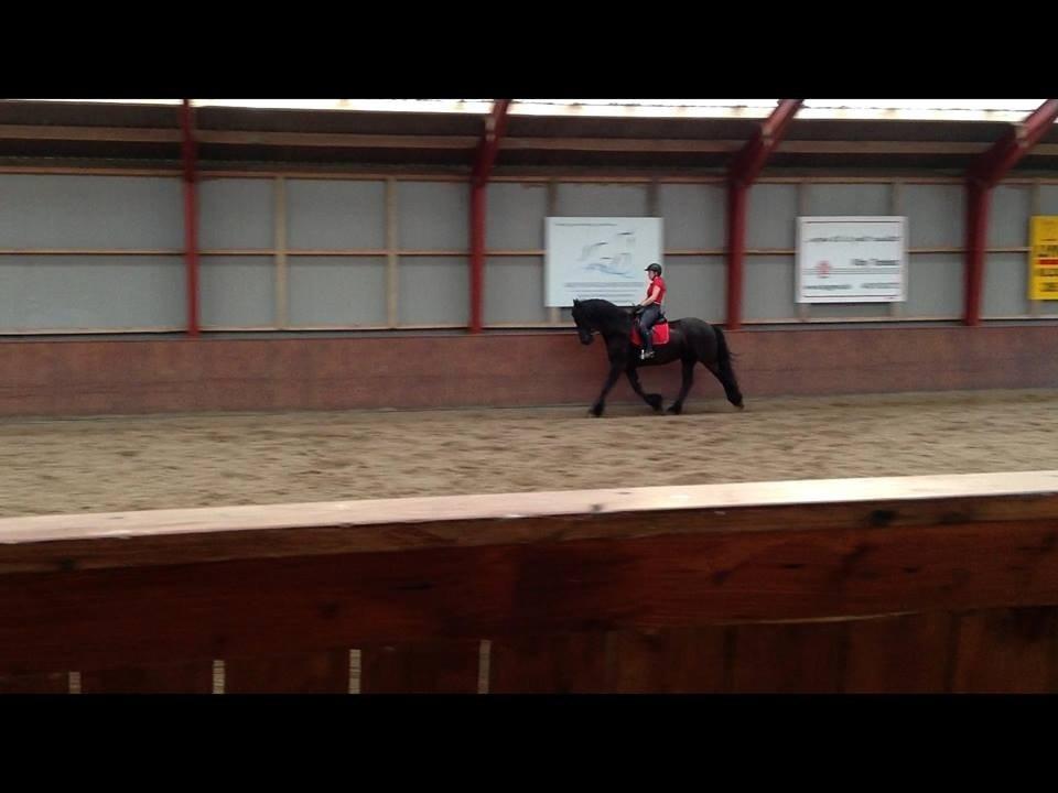 Frieser Zaffa AF Fugleholt (mors) billede 9