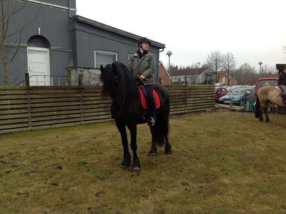 Frieser Zaffa AF Fugleholt (mors) billede 10